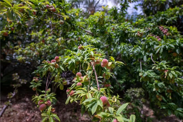 $6,500 | 1512 Eldertree Drive, Diamond Bar, CA 91765