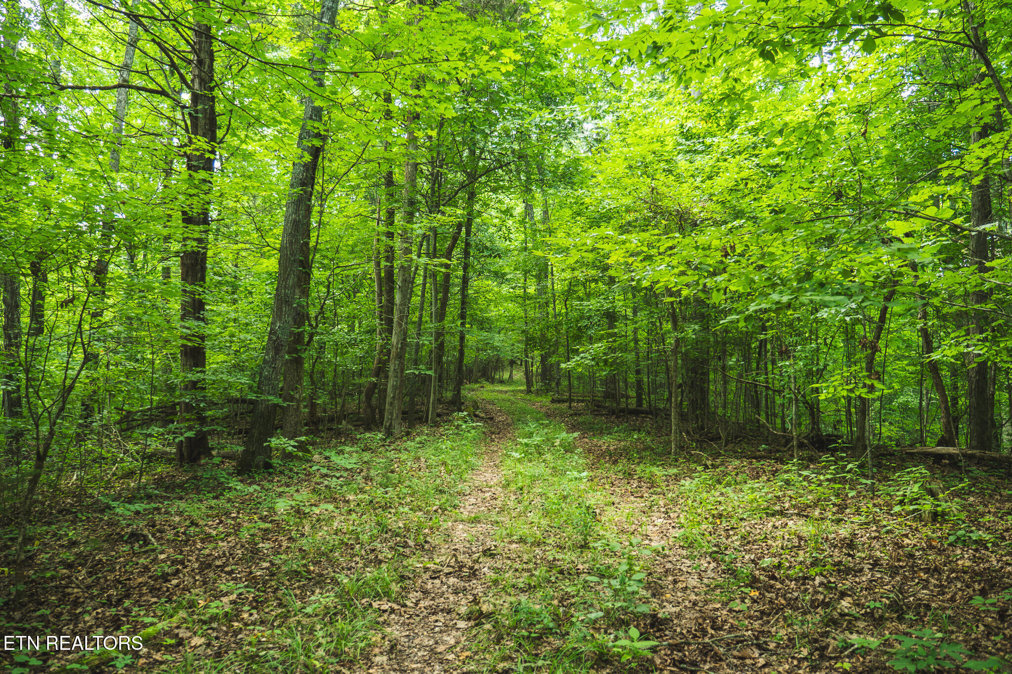 114-acres South Mohawk Road Midway, TN 37809 - Photo 49 of 49 P1111647