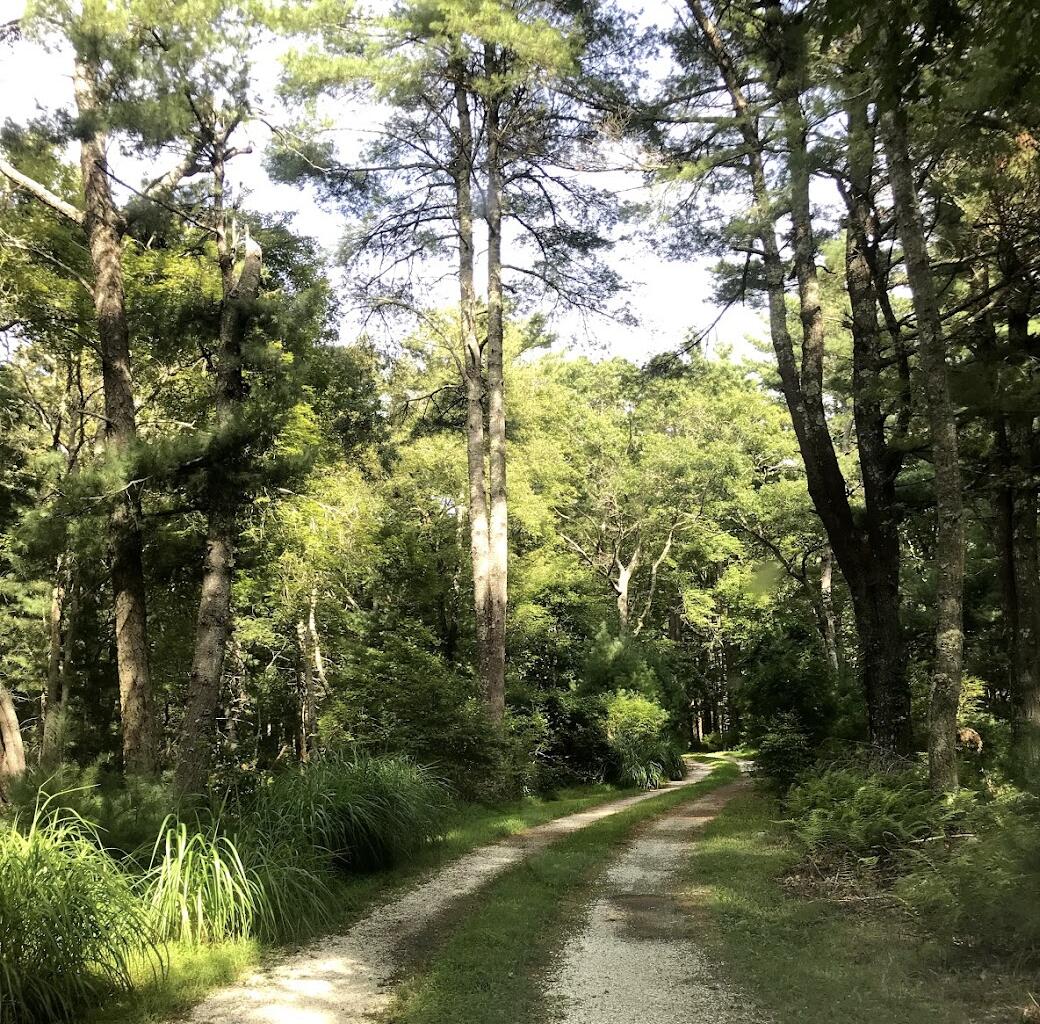248 Great Neck Road Wareham, MA 02571 - Photo 50 of 54 a view of a forest