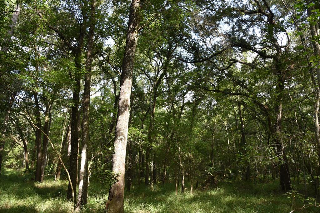 375 Buck Springs Road Palatka, FL 32177 - Photo 78 of 78 Gallery Image 78
