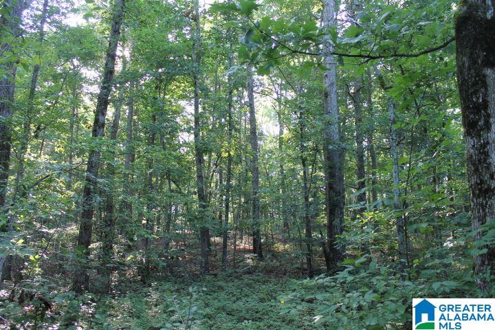 Bradford Road Lineville, AL 36266 - Photo 16 of 16