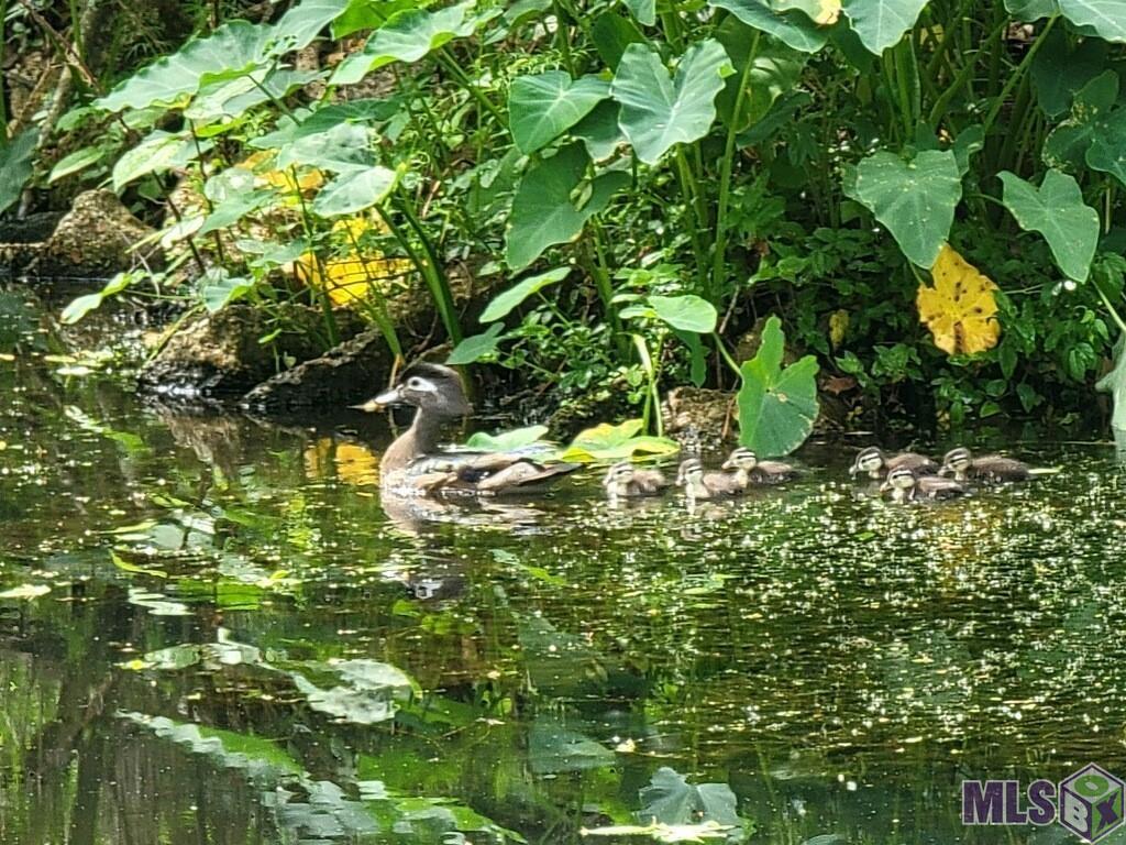 630 Rue Crozat Baton Rouge, LA 70810 - Photo 36 of 46 Momma Duck & Ducklings