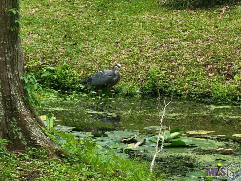 630 Rue Crozat Baton Rouge, LA 70810 - Photo 37 of 46 Blue Heron Feeding in Creek