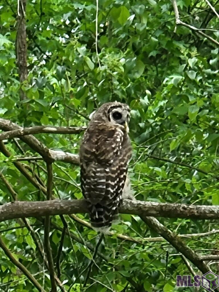 630 Rue Crozat Baton Rouge, LA 70810 - Photo 38 of 46 Owl Visitor along Creek