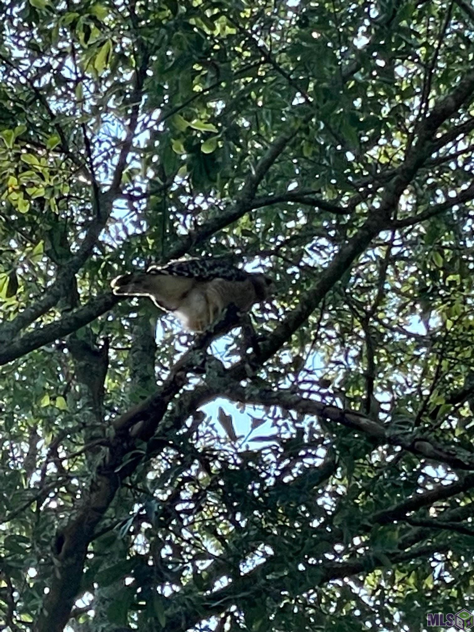 630 Rue Crozat Baton Rouge, LA 70810 - Photo 40 of 46 Hawk after male flew away calling her