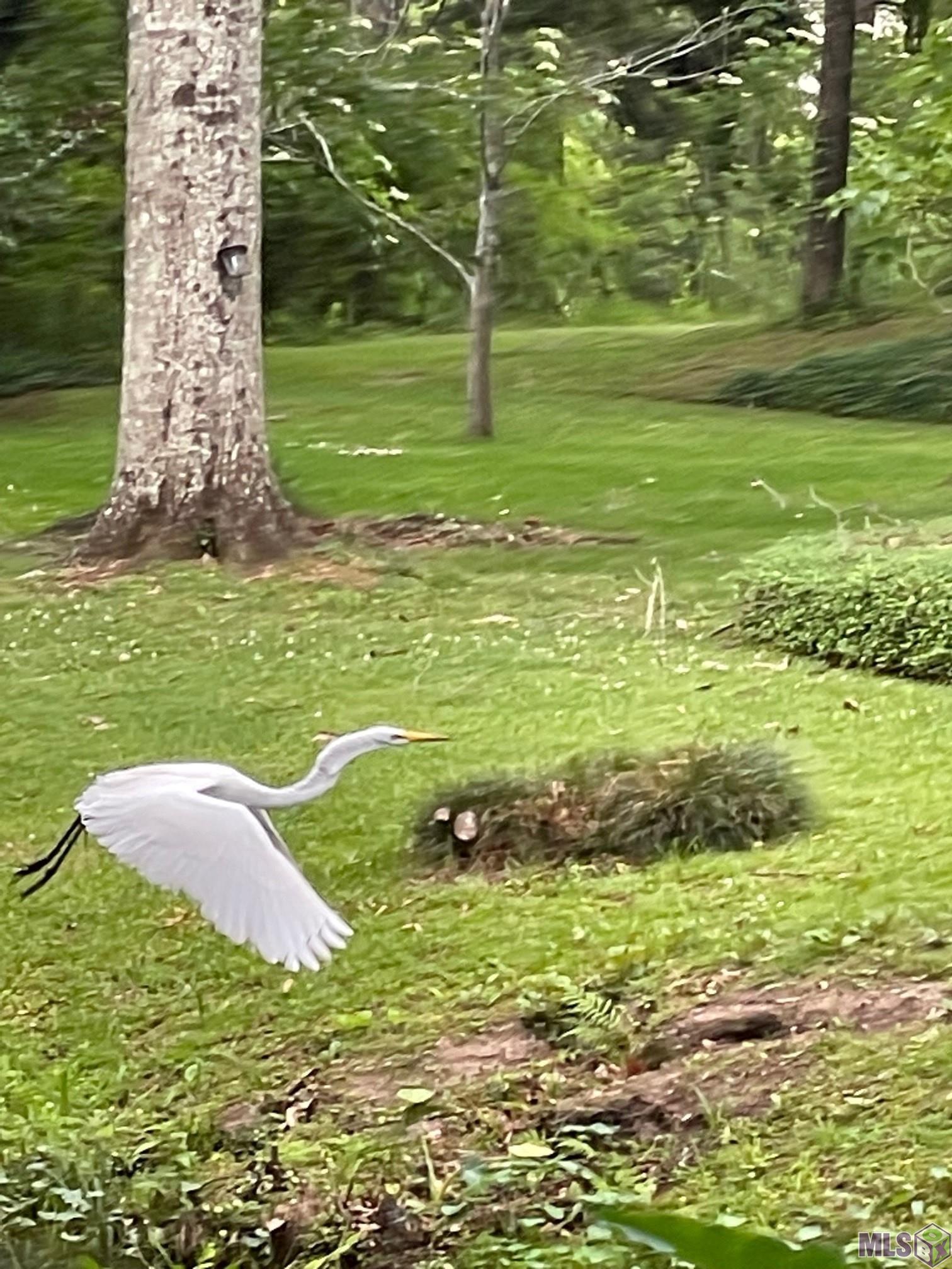 630 Rue Crozat Baton Rouge, LA 70810 - Photo 41 of 46 Egret Feeding on Fish in Creek
