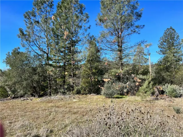 a view of a yard with a tree