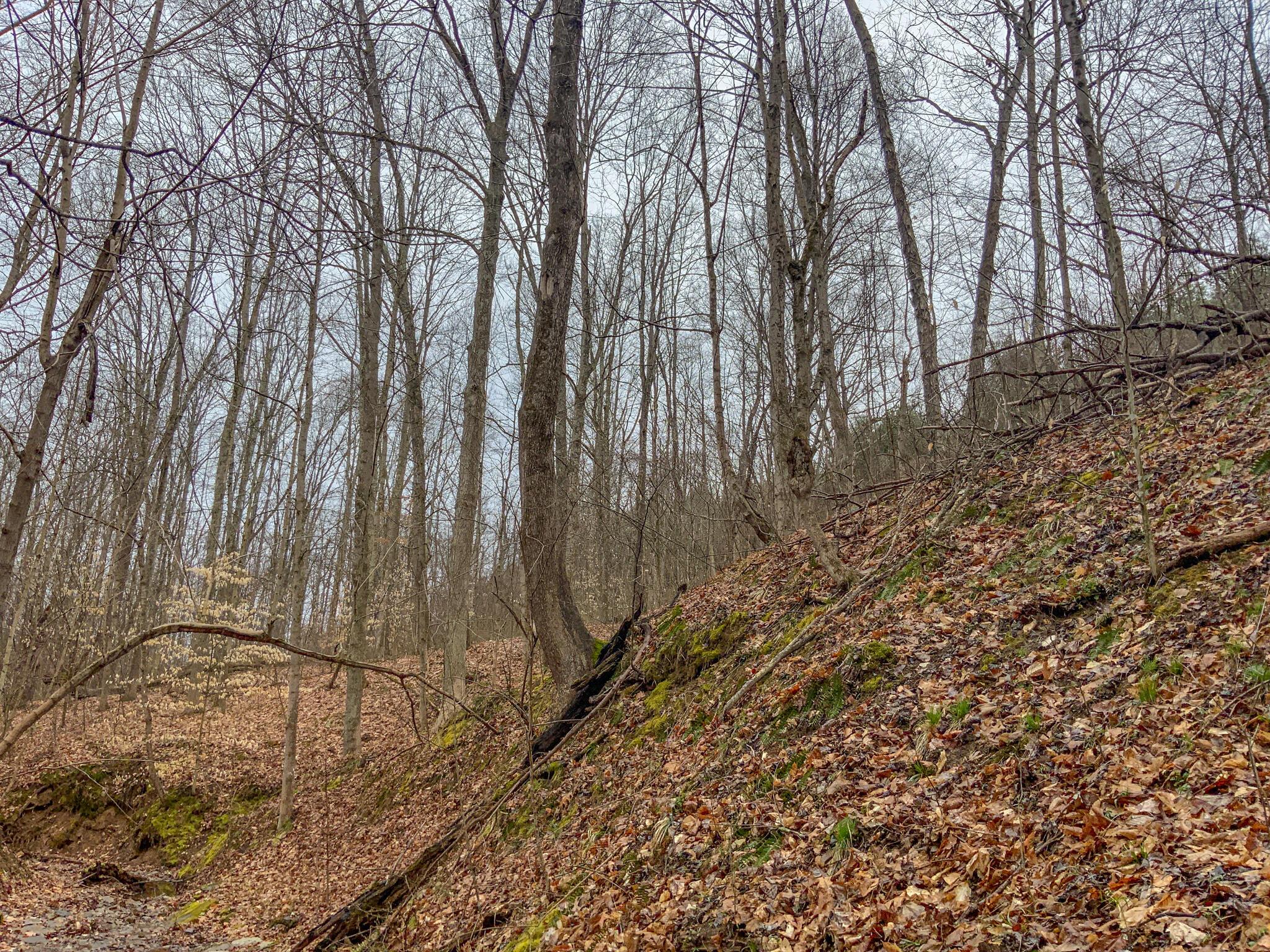 0 Twp Road Caldwell, OH 43724 - Photo 23 of 25 IMG_5496