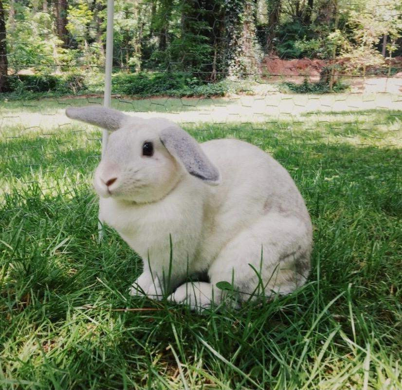 Meet Mopsy!