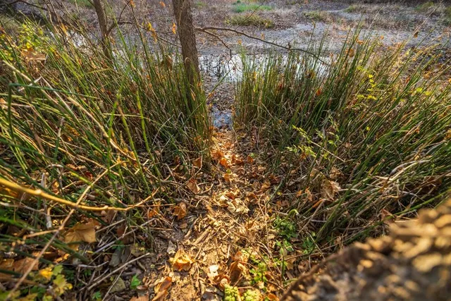 $884,900 | Tbd Tbd 188th Street, Holt, MO 64048