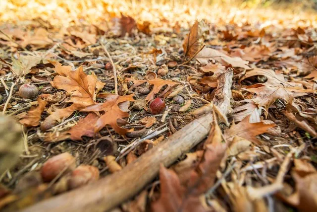 $884,900 | Tbd Tbd 188th Street, Holt, MO 64048