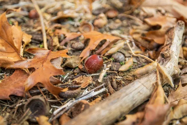 $884,900 | Tbd Tbd 188th Street, Holt, MO 64048