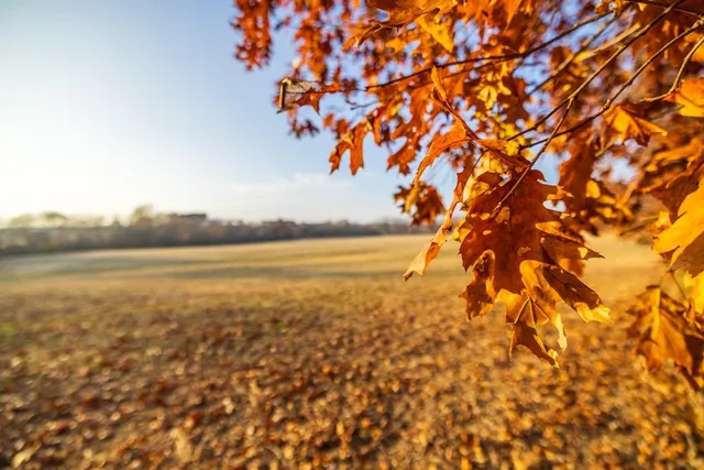 $884,900 | Tbd Tbd 188th Street, Holt, MO 64048