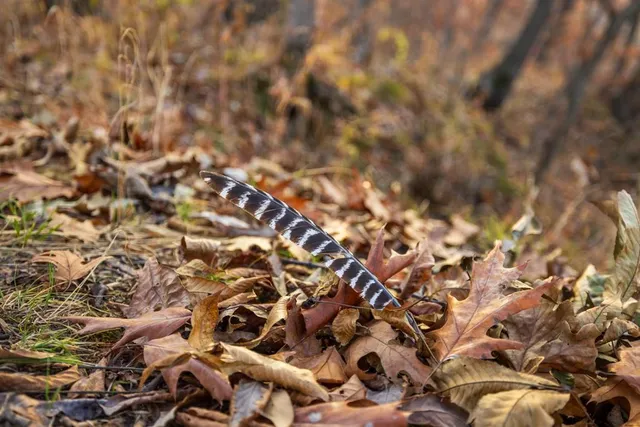 $884,900 | Tbd Tbd 188th Street, Holt, MO 64048