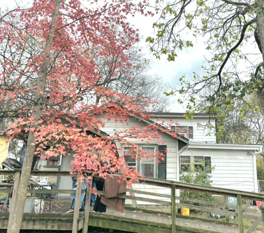 261 Ross Avenue Gallatin, TN 37066 - Photo 2 of 15 a front view of a house with a tree