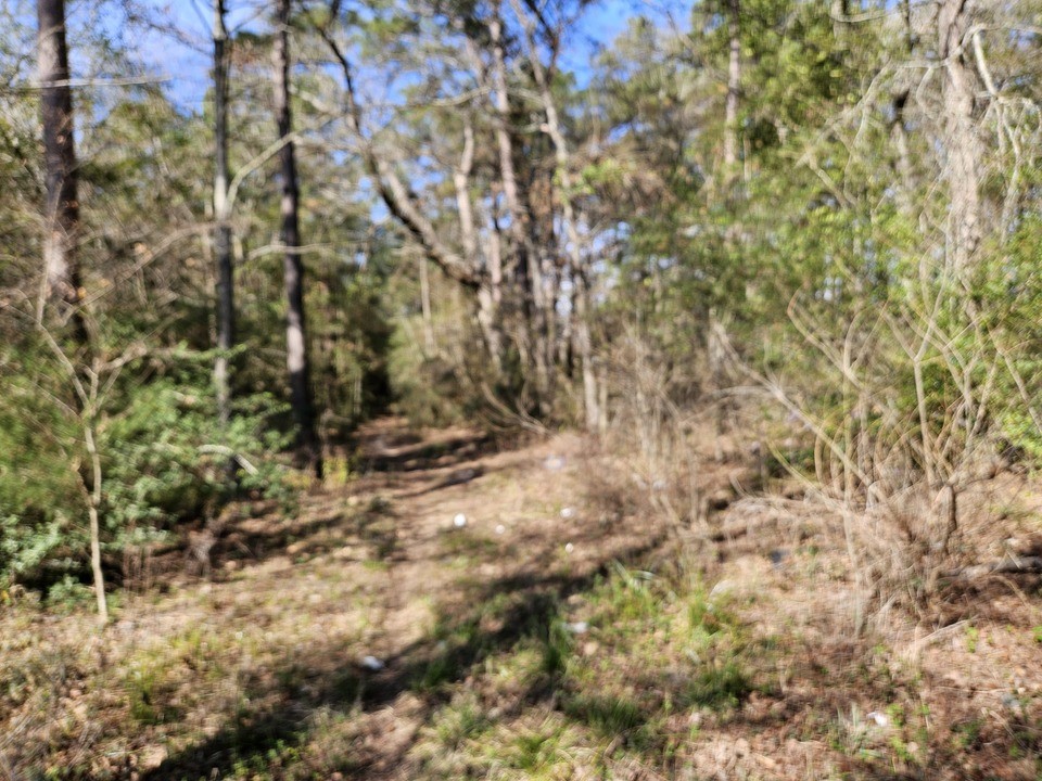 0 Coaltown Road Willis, TX 77378 - Photo 11 of 27 a view of a forest with a tree