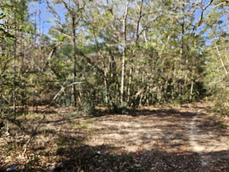 0 Coaltown Road Willis, TX 77378 - Photo 12 of 27 a view of backyard with green space