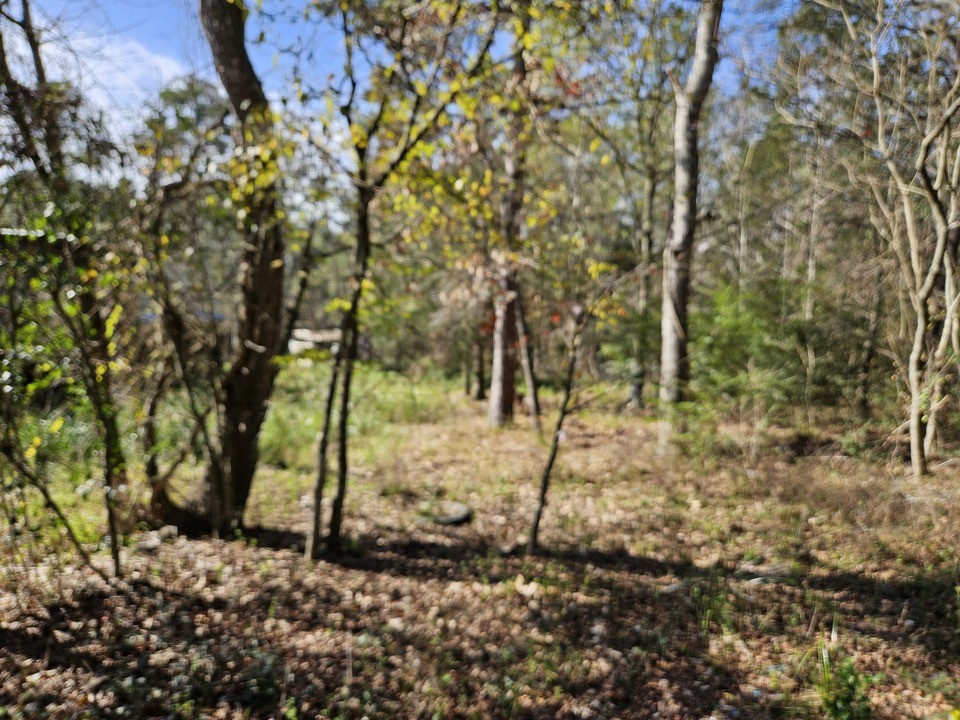 0 Coaltown Road Willis, TX 77378 - Photo 10 of 27 a backyard of a house with lots of green space