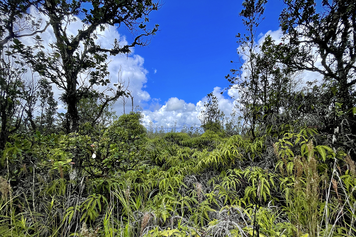 36 Painui Street Mountain View, HI 96771 - Photo 3 of 12