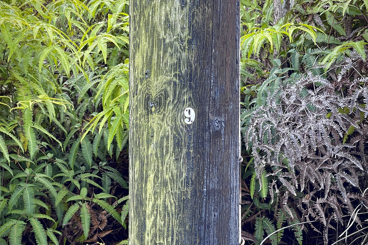 36 Painui Street Mountain View, HI 96771 - Photo 8 of 12