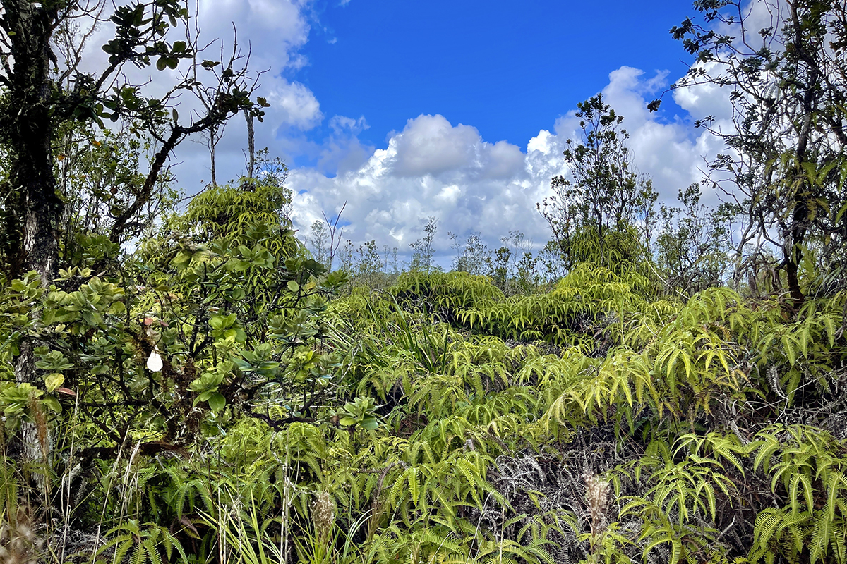 36 Painui Street Mountain View, HI 96771 - Photo 10 of 12