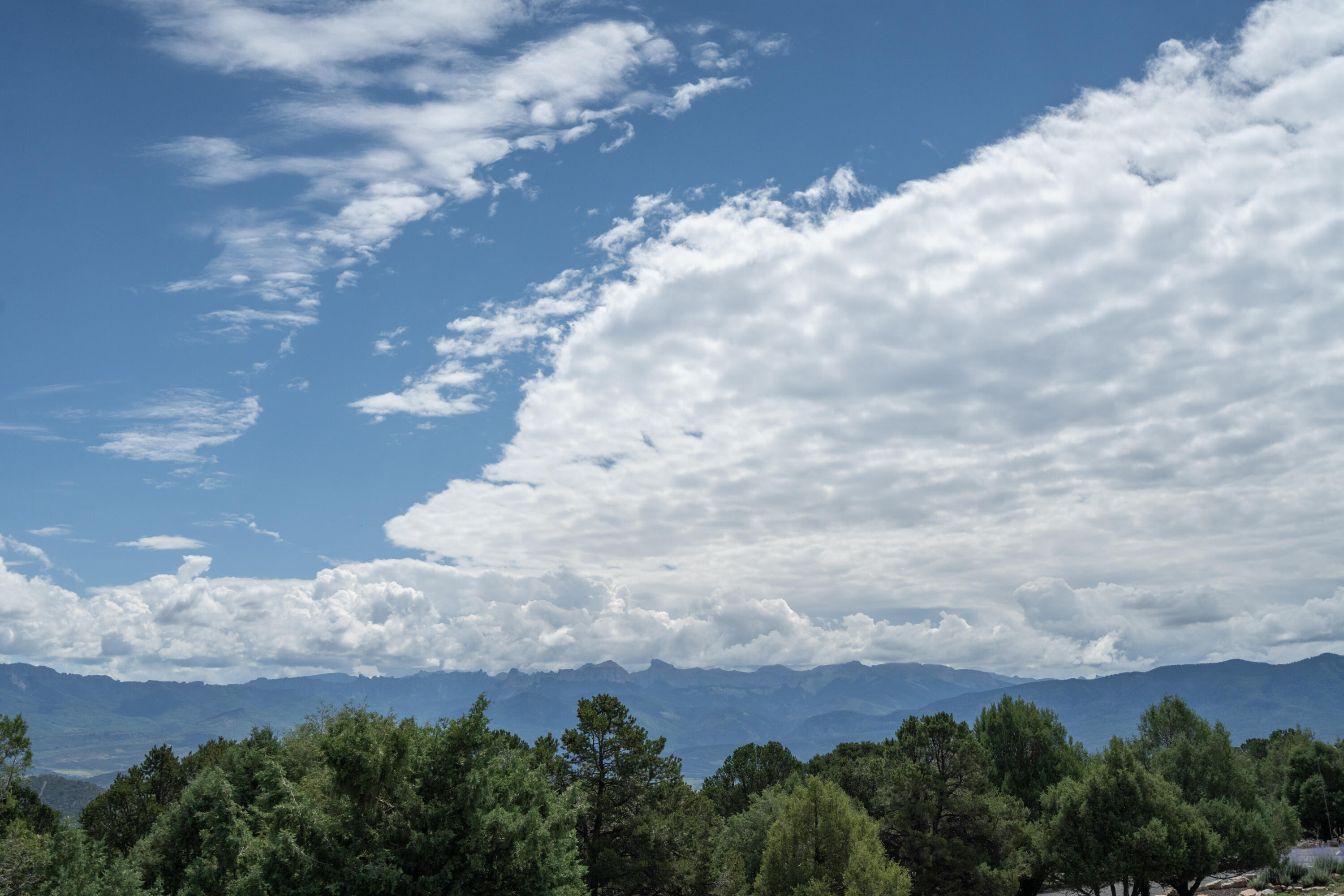 787 Pine Drive Ridgway, CO 81432 - Photo 23 of 42 a view of outside with trees