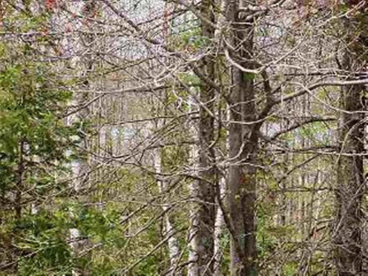 Lot 8 Allyn Road Mercer, WI 54547 - Photo 2 of 6 Gallery Image 2