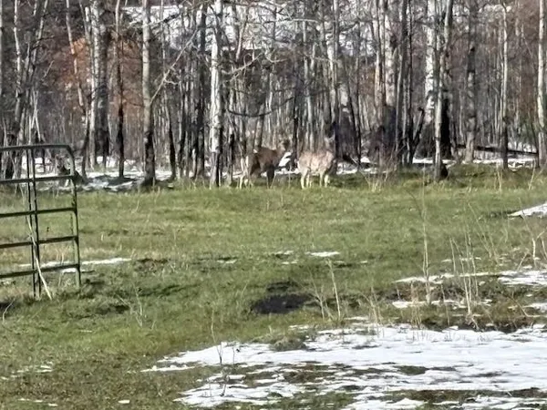 $1,000,000 | 8 Buck Trail, Story, WY 82842