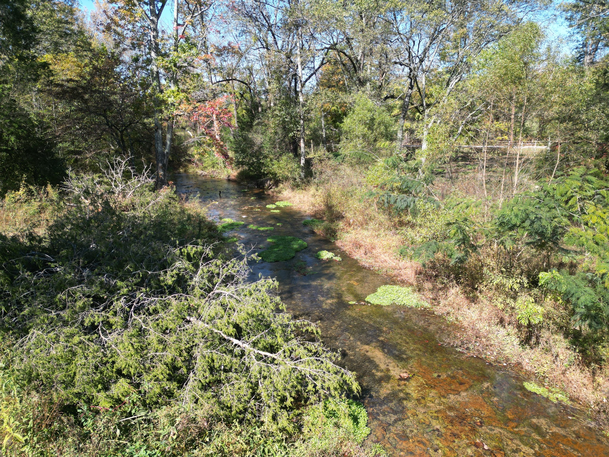 302 Faith Way Waynesboro, TN 38485 - Photo 57 of 99 a view of a yard with a tree