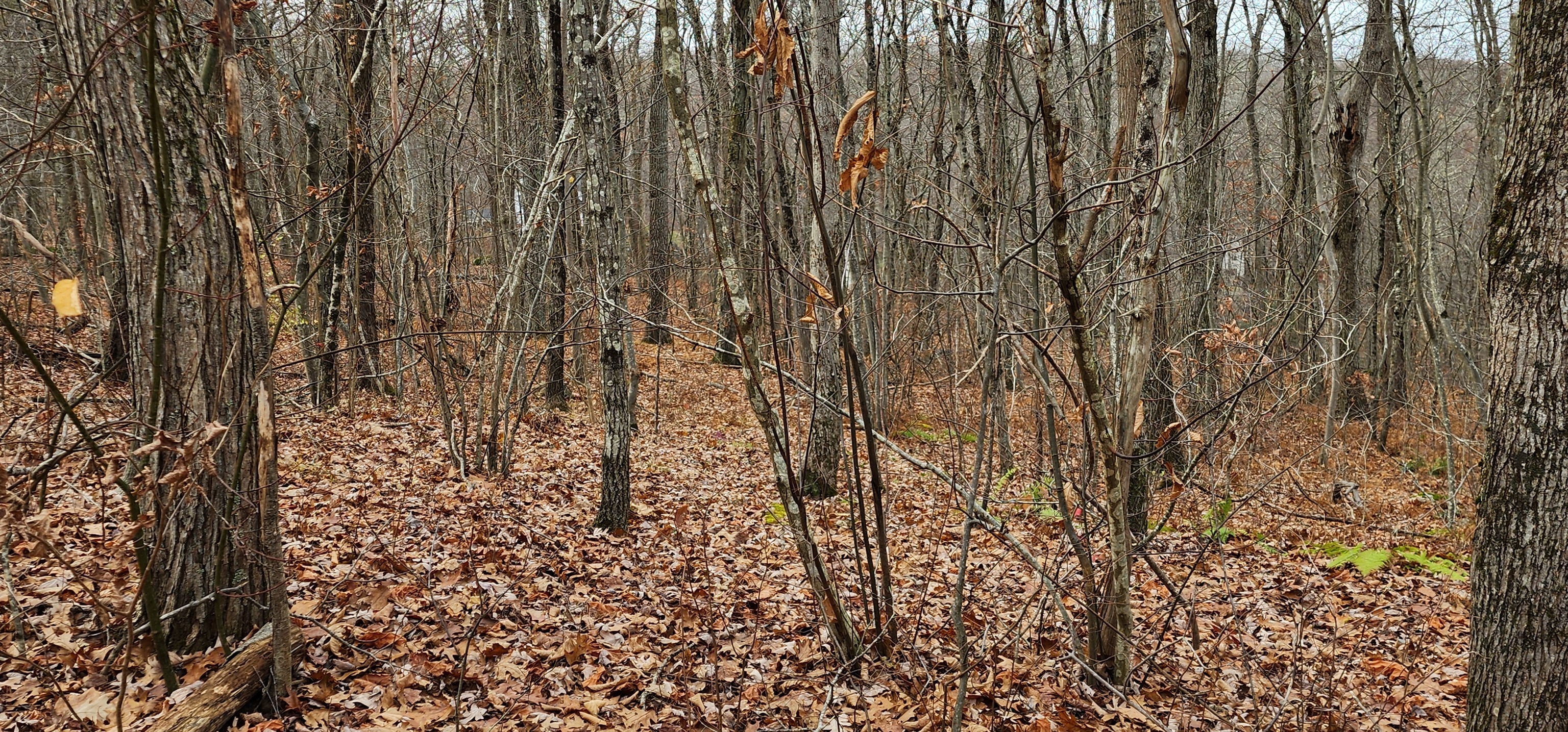 Richards Road South Kent, CT 06785 - Photo 1 of 1 a bathroom with a shower curtain
