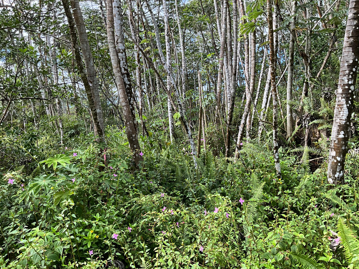 541 Mauna Kea Road Pahoa, HI 96778 - Photo 1 of 6