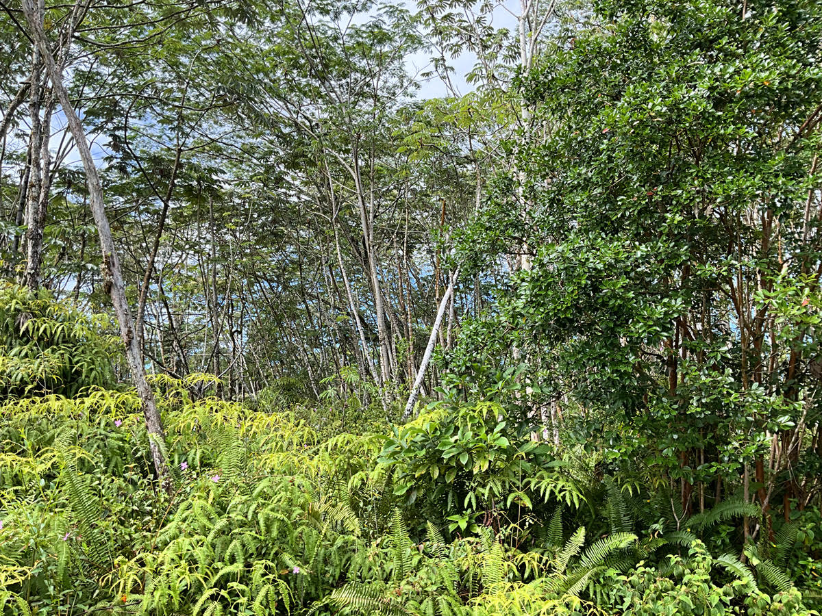 541 Mauna Kea Road Pahoa, HI 96778 - Photo 6 of 6