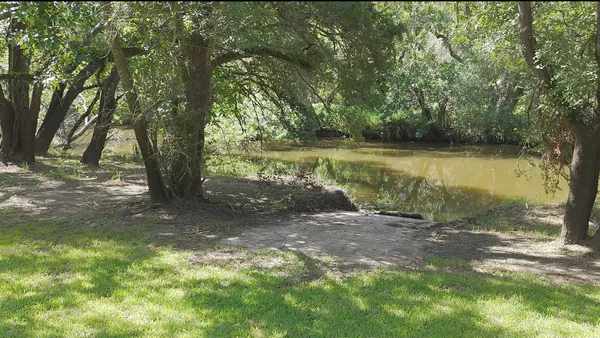 a view of a trees with a yard