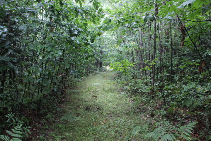 -vl James Road Hillman, MI 49746 - Photo 16 of 25 IMG_0656