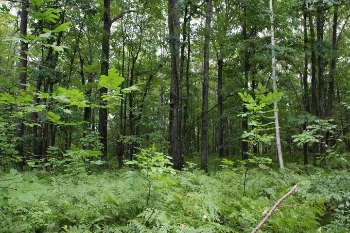 -vl James Road Hillman, MI 49746 - Photo 19 of 25 IMG_0683
