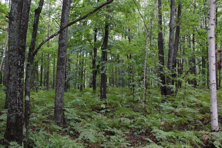 -vl James Road Hillman, MI 49746 - Photo 20 of 25 IMG_0686