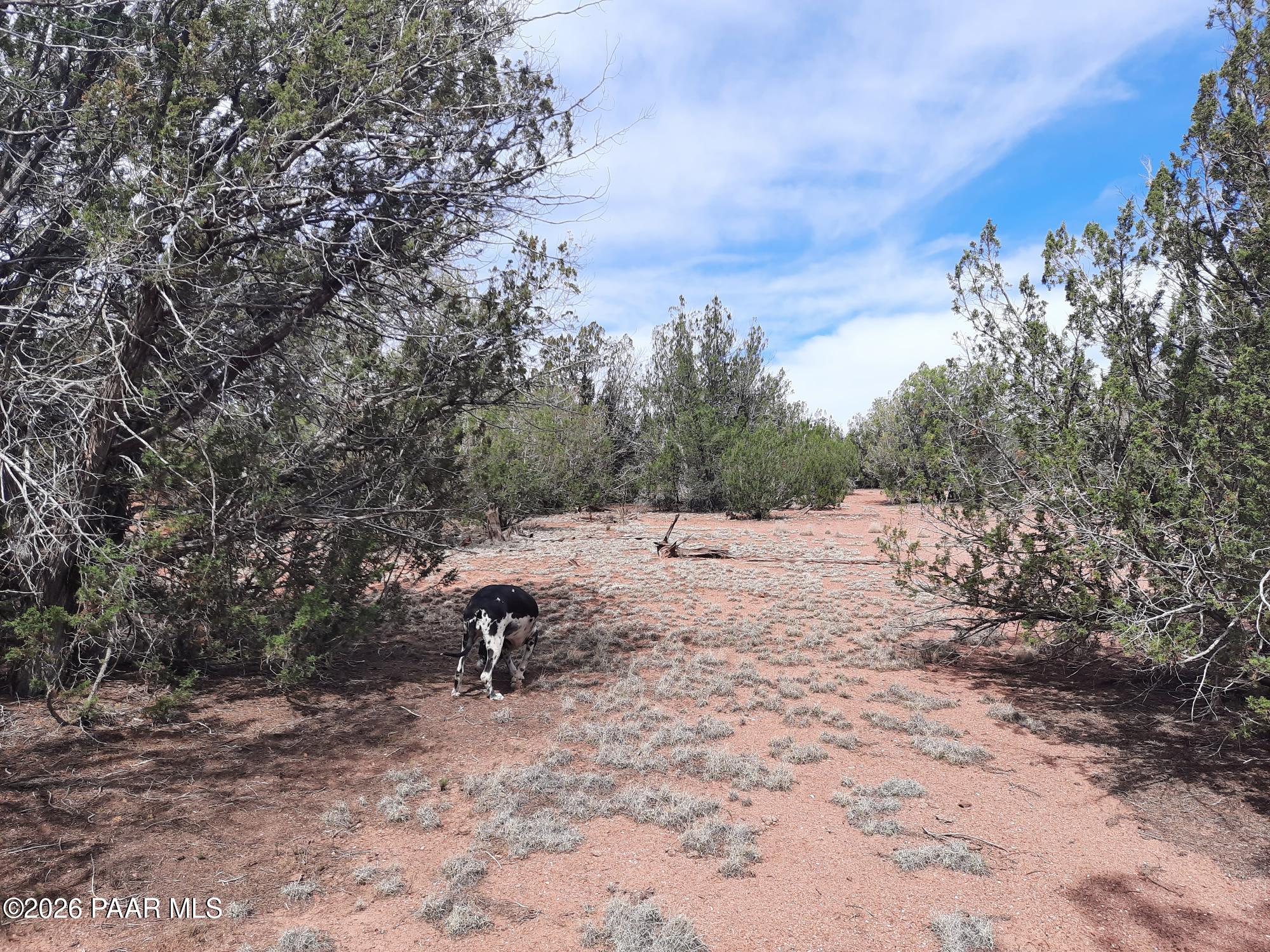 54255 Castano Road Seligman, AZ 86337 - Photo 5 of 11 20260402_110159