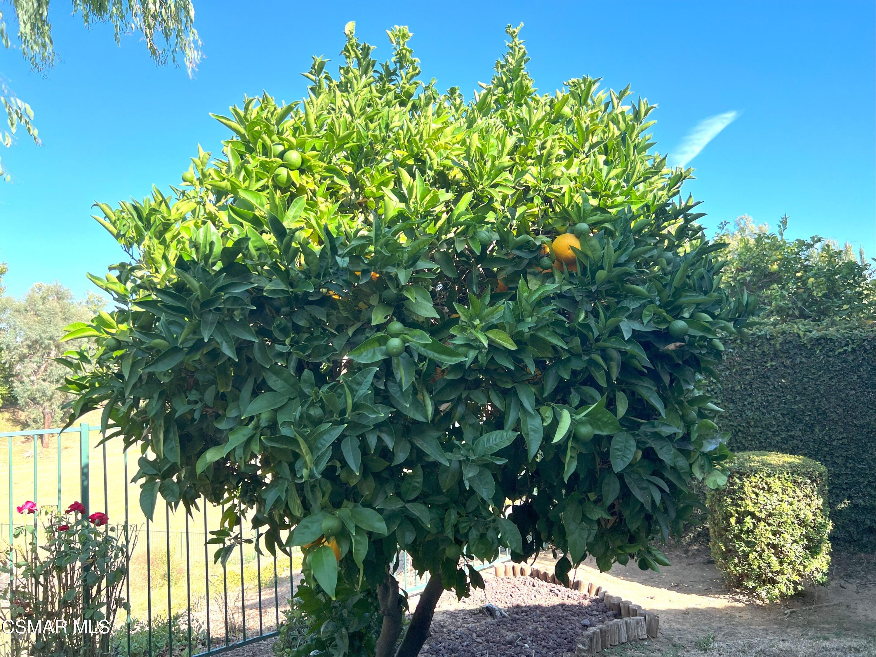 581 Fairfield Road Simi Valley, CA 93065 - Photo 19 of 24 581 Fairfield - Orange Tree