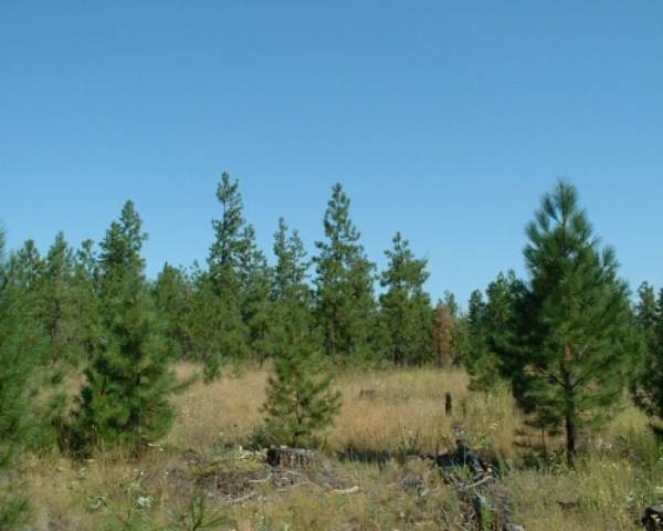 0 South Nevada Street Spangle, WA 99031 - Photo 2 of 5 Gallery Image 2