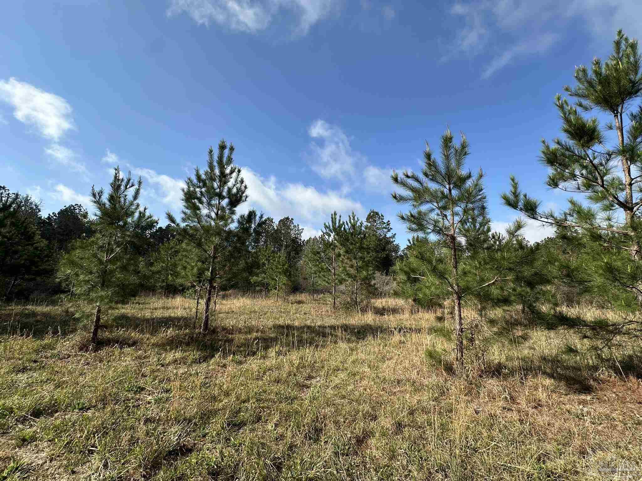 15-ac Snyder Road Frisco City, AL 36445 - Photo 2 of 22