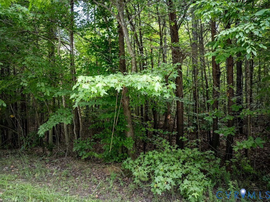 0 Gully Tavern Road Rice, VA 23966 - Photo 5 of 6 a view of outdoor space and trees