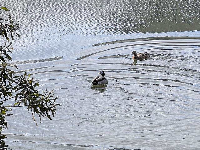 199 Sugar Mill Loop Myrtle Beach, SC 29588 - Photo 30 of 32