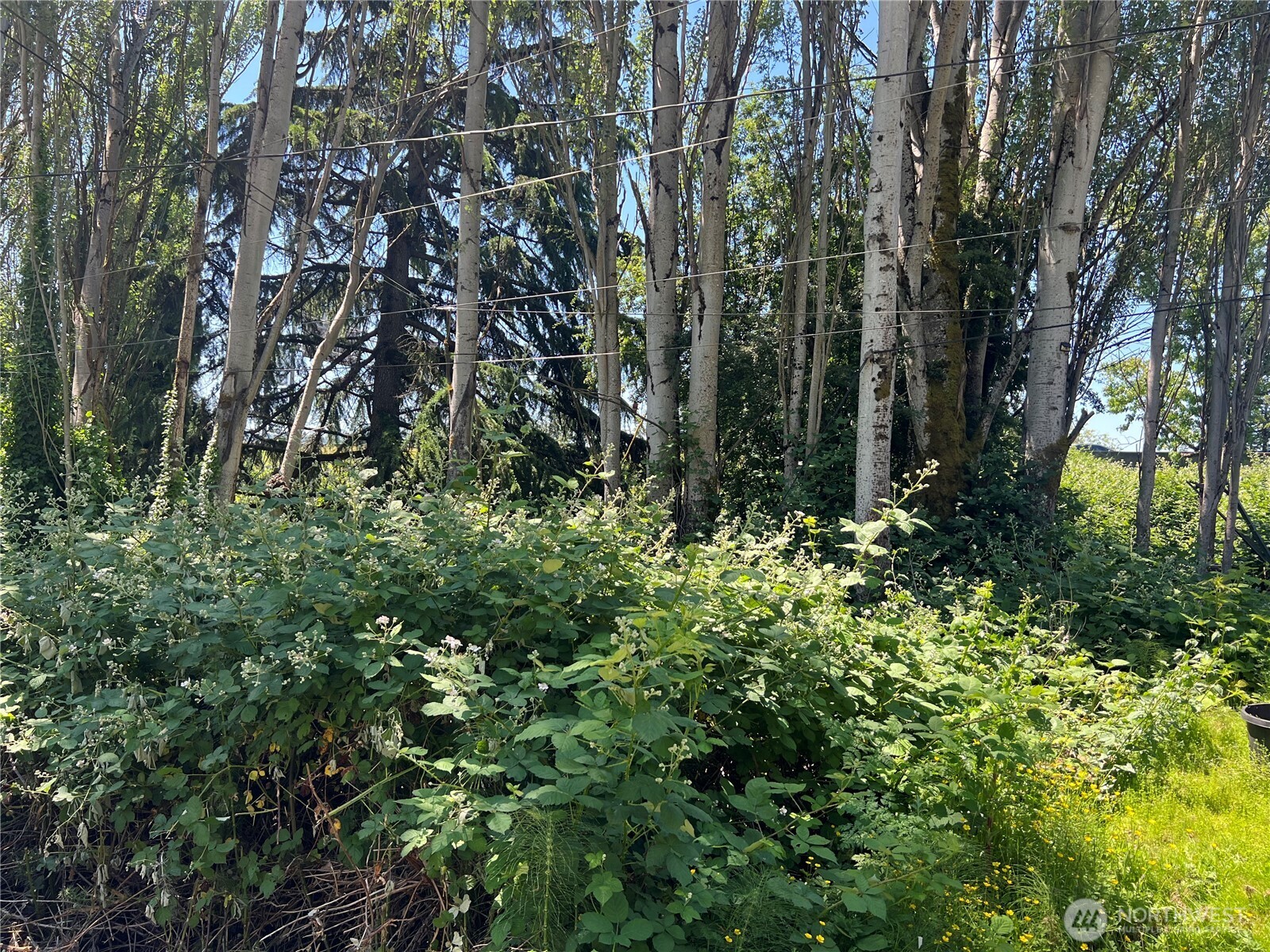 79-xx Military Road South Seattle, WA 98108 - Photo 5 of 5 a view of a garden