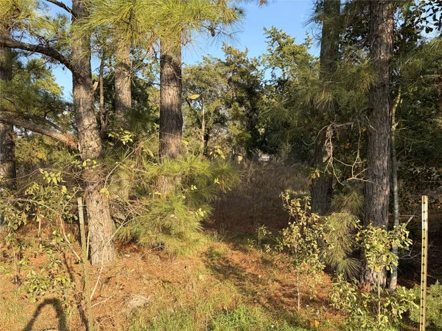 a view of a tree with a yard