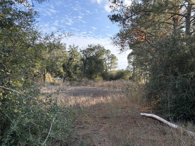 a view of a yard with trees in back