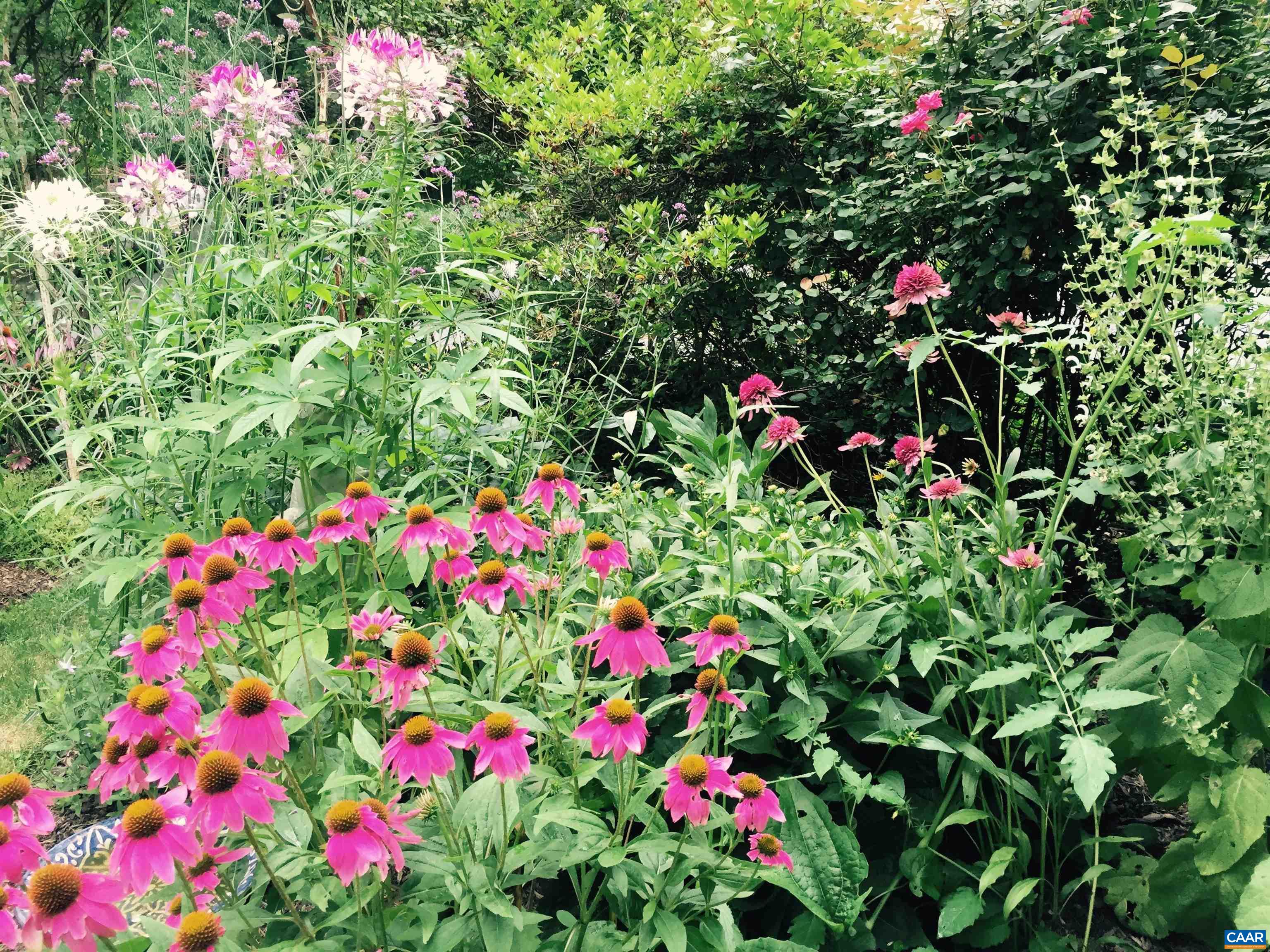 1618 Greenleaf Lane Charlottesville, VA 22903 - Photo 27 of 37 a flower view