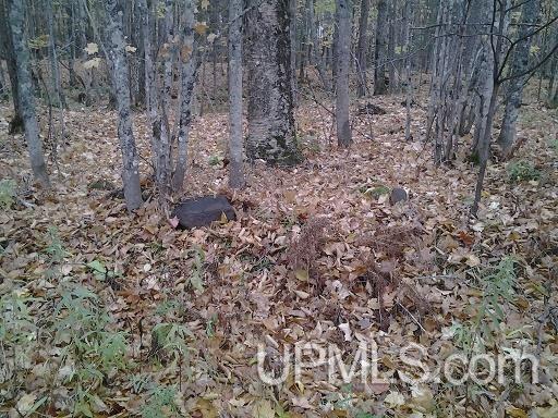 Tbd Whitefish Road Chatham, MI 49816 - Photo 26 of 30