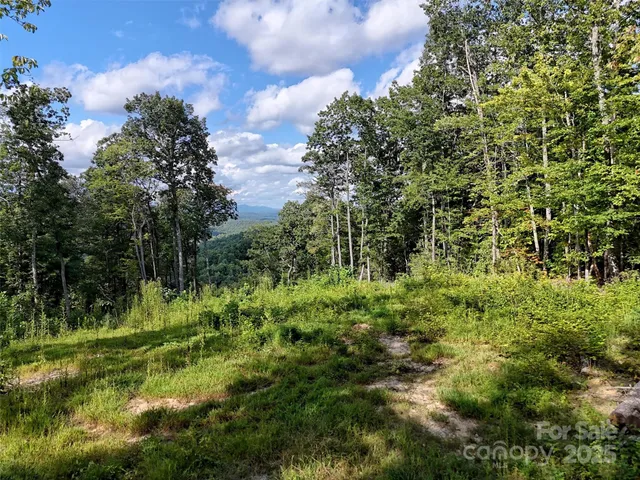 a view of a forest with trees in the background