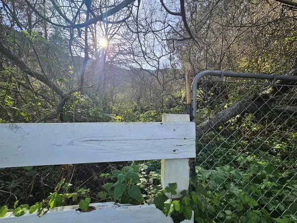 a view of a yard with plants