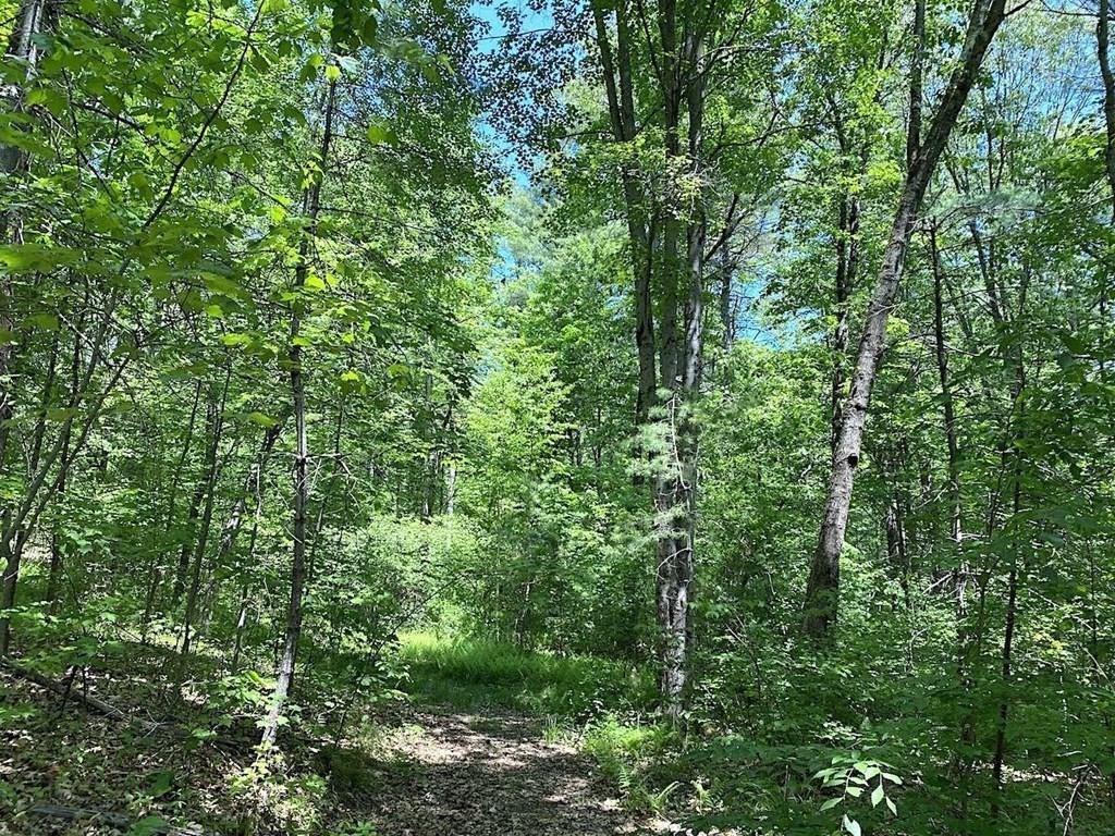 0 Brickyard Road Athol, MA 01331 - Photo 15 of 17 a view of a lush green forest